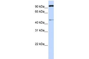 WB Suggested Anti-TRIM15 Antibody Titration: 0.