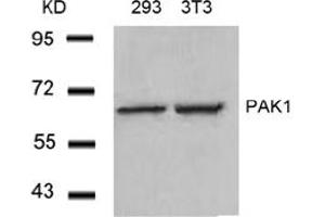 Image no. 3 for anti-P21-Activated Kinase 1 (PAK1) (Thr212) antibody (ABIN197365) (PAK1 抗体  (Thr212))