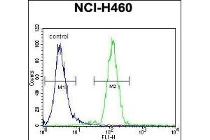 FUT4 Antibody (C-term) (ABIN656005 and ABIN2845382) flow cytometric analysis of NCI- cells (right histogram) compared to a negative control cell (left histogram). (CD15 抗体  (C-Term))