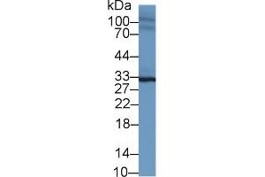 Western Blot; Sample: Mouse Heart lysate; Primary Ab: 1µg/ml Rabbit Anti-Mouse SPRY2 Antibody Second Ab: 0. (SPRY2 抗体  (AA 116-305))