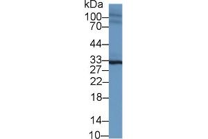 Western Blot; Sample: Mouse Heart lysate; Primary Ab: 1µg/ml Rabbit Anti-Mouse SPRY2 Antibody Second Ab: 0.