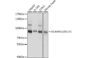 Western blot analysis of extracts of various cell lines, using DC/DC/DCLK1 antibody (ABIN7266842) at 1:1000 dilution. (DCLK1 抗体  (AA 630-729))
