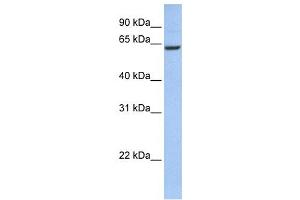 Western Blotting (WB) image for anti-Coiled-Coil Domain Containing 67 (CCDC67) antibody (ABIN2459669) (CCDC67 抗体)