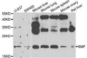 Western blot analysis of extracts of various cell lines, using BMF antibody. (BMF 抗体)