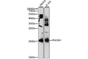 Western blot analysis of extracts of various cell lines, using PHLDA3 antibody (ABIN6292225) at 1:3000 dilution. (PHLDA3 抗体)