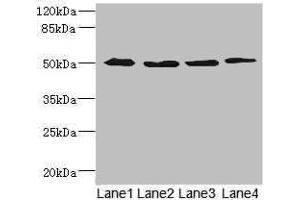 Western blot All lanes: SQRDL antibody at 4. (Sulfide:quinone Oxidoreductase, Mitochondrial (SQOR) (AA 211-450) 抗体)