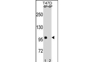 CTNNB1 Antibody (C-term) (ABIN1881236 and ABIN2838642) western blot analysis in T47D cell line lysates (35 μg/lane). (CTNNB1 抗体  (C-Term))
