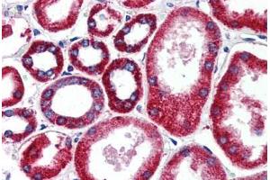 Human Kidney (formalin-fixed, paraffin-embedded) stained with FOLH1 antibody ABIN461834 at 15 ug/ml followed by biotinylated goat anti-rabbit IgG secondary antibody ABIN481713, alkaline phosphatase-streptavidin and chromogen. (PSMA 抗体)