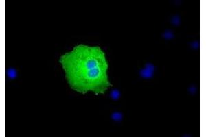 Anti-PEX5 mouse monoclonal antibody (ABIN2453451) immunofluorescent staining of COS7 cells transiently transfected by pCMV6-ENTRY PEX5 (RC202062). (PEX5 抗体)