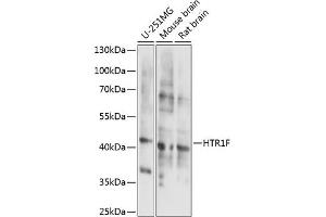 Western blot analysis of extracts of various cell lines, using HTR1F antibody (ABIN7265339) at 1:1000 dilution. (HTR1F 抗体  (AA 200-290))