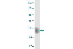 Western Blot detection against Immunogen (26. (CD86 抗体  (AA 24-246))