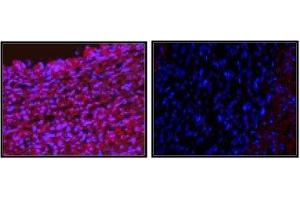 Immunofluorescence staining of pig iliac artery cryo sections. (YY1 抗体  (full length))