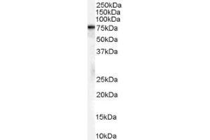 Image no. 1 for anti-Heat Shock 70kDa Protein 8 (HSPA8) (Internal Region), (Isoform 1) antibody (ABIN374703) (Hsc70 抗体  (Internal Region, Isoform 1))