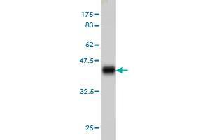 Western Blot detection against Immunogen (36. (ASCL1 抗体  (AA 137-236))