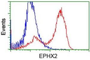 HEK293T cells transfected with either RC202489 overexpress plasmid (Red) or empty vector control plasmid (Blue) were immunostained by anti-EPHX2 antibody (ABIN2452991), and then analyzed by flow cytometry. (EPHX2 抗体)