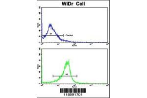 Flow cytometric analysis of widr cells using PRELP Antibody (bottom histogram) compared to a negative control cell (top histogram). (PRELP 抗体  (C-Term))