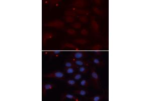 Immunofluorescence analysis of U2OS cell using KPNA1 antibody. (KPNA1 抗体  (AA 1-300))