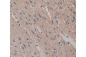 Used in DAB staining on fromalin fixed paraffin- embedded Kidney tissue (Caspase 12 抗体  (AA 1-413))