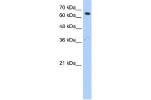 WB Suggested Anti-MLSTD2 Antibody Titration:  1. (FAR1 抗体  (N-Term))