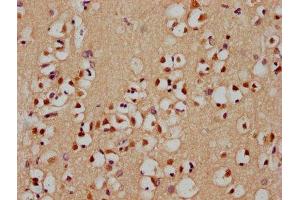 IHC image of ABIN7155365 diluted at 1:400 and staining in paraffin-embedded human brain tissue performed on a Leica BondTM system. (HIST1H2AC 抗体  (AA 2-130))