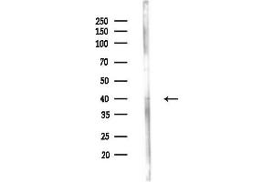 Western blot analysis of lysates from MCF7 cells(heat-shock,45 min treatment), using GNAI2 Antibody at 1/1000 dilution.