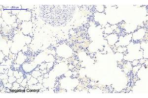 Immunohistochemical analysis of paraffin-embedded rat lung tissue.
