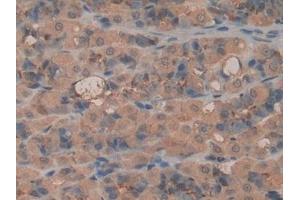 Immunohistochemistry (IHC) image for anti-Lactoperoxidase (LPO) (AA 351-589) antibody (ABIN7437911)
