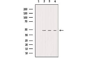 Western blot analysis of extracts from various samples, using SMCR7/MID49 Antibody.