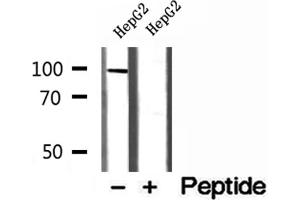 Western blot analysis of extracts of HepG2 cells, using MCM10 antibody. (MCM10 抗体  (C-Term))