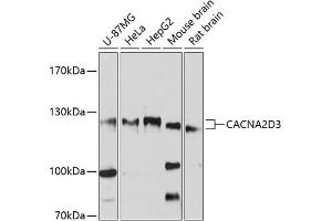 Western blot analysis of extracts of various cell lines, using CD3 antibody (ABIN6130020, ABIN6137813, ABIN6137814 and ABIN6214523) at 1:3000 dilution. (CACNA2D3 抗体  (AA 900-1040))