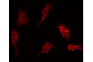 ABIN6266555 staining NIH-3T3 by IF/ICC. (GZMB 抗体)