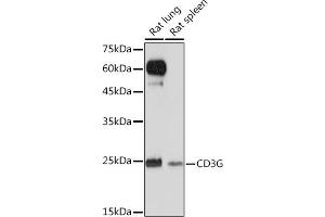 Western blot analysis of extracts of various cell lines, using CD3G Rabbit mAb (ABIN1682574, ABIN3018517, ABIN3018518 and ABIN7101622) at 1:1000 dilution. (CD3G 抗体)
