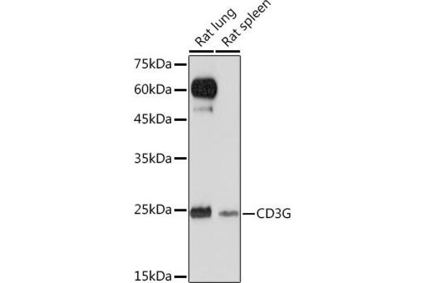 CD3G 抗体