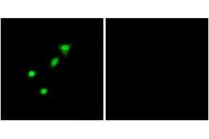 Immunofluorescence analysis of A549 cells, using REQU Antibody. (DPF2 抗体  (AA 151-200))
