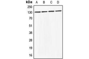 Western blot analysis of ABL1/2 expression in HeLa (A), HEK293T (B), Raw264. (ABL1/2 抗体  (C-Term))