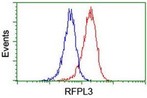 Image no. 10 for anti-Ret Finger Protein-Like 3 (RFPL3) antibody (ABIN1500675) (RFPL3 抗体)
