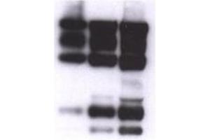 Image no. 1 for anti-Nidogen 1 (NID1) antibody (ABIN341126) (Nidogen 1 抗体)