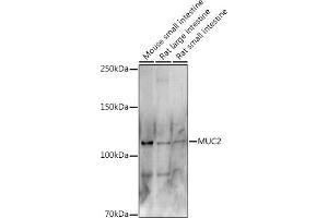 Western blot analysis of extracts of various cell lines, using MUC2 antibody (ABIN7268690) at 1:500 dilution.