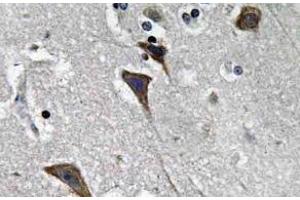 Immunohistochemistry (IHC) analyzes of Ob-R antibody in paraffin-embedded human brain tissue. (Leptin Receptor 抗体)