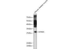 Western blot analysis of extracts of Mouse skeletal muscle, using MYMK antibody (ABIN7269672) at 1:1000 dilution. (Protein Myomaker (MYMK) 抗体)