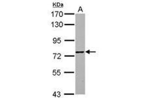 Image no. 1 for anti-Zinc Finger Protein 418 (ZNF418) (Internal Region) antibody (ABIN1493531) (ZNF418 抗体  (Internal Region))