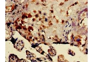Immunohistochemistry of paraffin-embedded human placenta tissue using ABIN7149828 at dilution of 1:100 (DRG1 抗体  (AA 173-228))