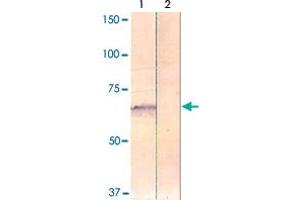 The cell lysate derived from HEK 293 cells was immunoprobed by PAK4 (phospho S474) polyclonal antibody  at 1 : 500.