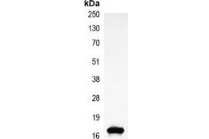 Immunoprecipitation of Histone H3 from 0. (Histone 3 抗体)