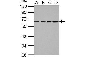 WB Image Sample (30 ug of whole cell lysate) A: 293T B: A431 C: HeLa D: HepG2 10% SDS PAGE antibody diluted at 1:1000 (NR2C1 抗体)