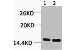 Western blot analysis of 1) Hela, 2) 3T3, diluted at 1:1000. (HIST1H3A/HIST2H3A/H3F3A (H3R26me) 抗体)