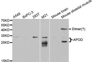 Western blot analysis of extracts of various cell lines, using APOD antibody (ABIN5973043) at 1/1000 dilution. (Apolipoprotein D 抗体)