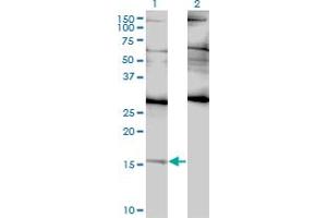 Western Blot analysis of ID2 expression in transfected 293T cell line by ID2 monoclonal antibody (M01), clone 3C3. (Id2 抗体  (AA 1-134))