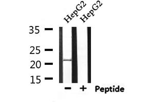 Western blot analysis of extracts from HepG2, using GAS3 Antibody. (PMP22 抗体  (C-Term))