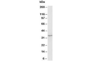Western blot testing of Morg1 antibody and rat brain tissue lysate (MORG1 抗体  (N-Term))